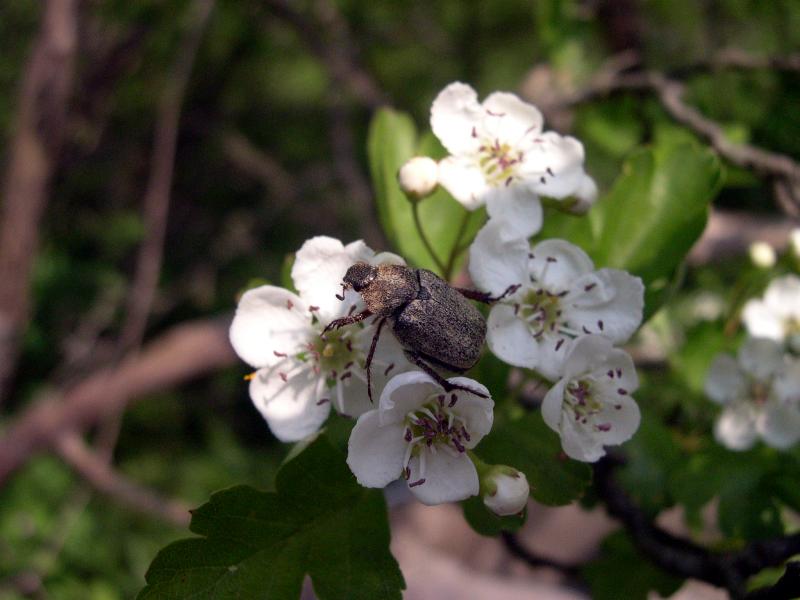 Incontri fortunati: Hoplia fiorii